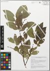 Foto von Salix myrsinifolia Salisb.